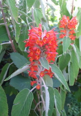 Colquhounia coccinea Coastal Hedging